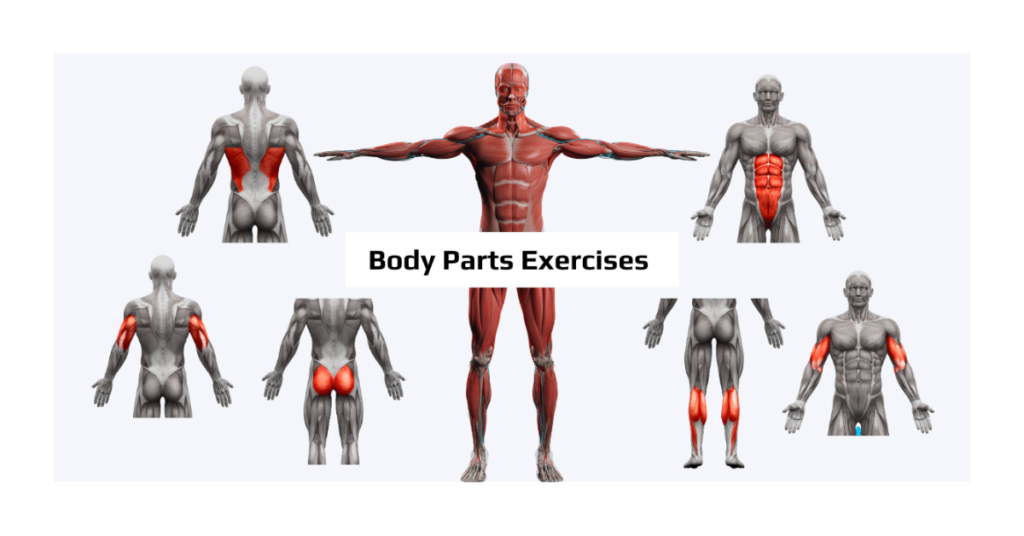 Body Parts Exercises